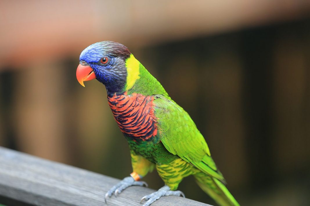 Loriusul curcubeu (Trichoglossus haematodus), un papagal cu un penaj viu colorat