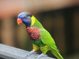 Loriusul curcubeu (Trichoglossus haematodus), un papagal cu un penaj viu colorat