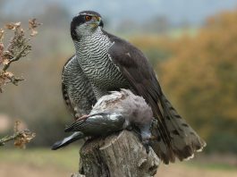 Specii de păsări de pradă - Uliul porumbar (Accipiter gentilis)