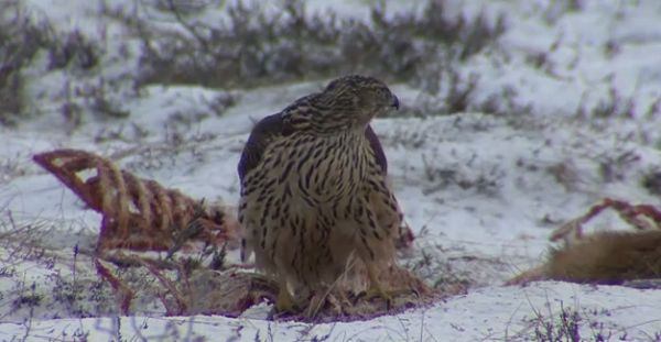Uliul porumbar, Specia Accipiter gentilis