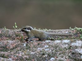 Veverița cu urechi negre, specia Nannosciurus melanotis