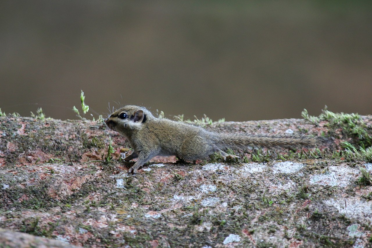 Veverița cu urechi negre, specia Nannosciurus melanotis