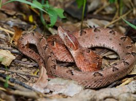 Vipera malaeziană (Calloselasma rhodostoma), unul din cei mai veninoși șerpi