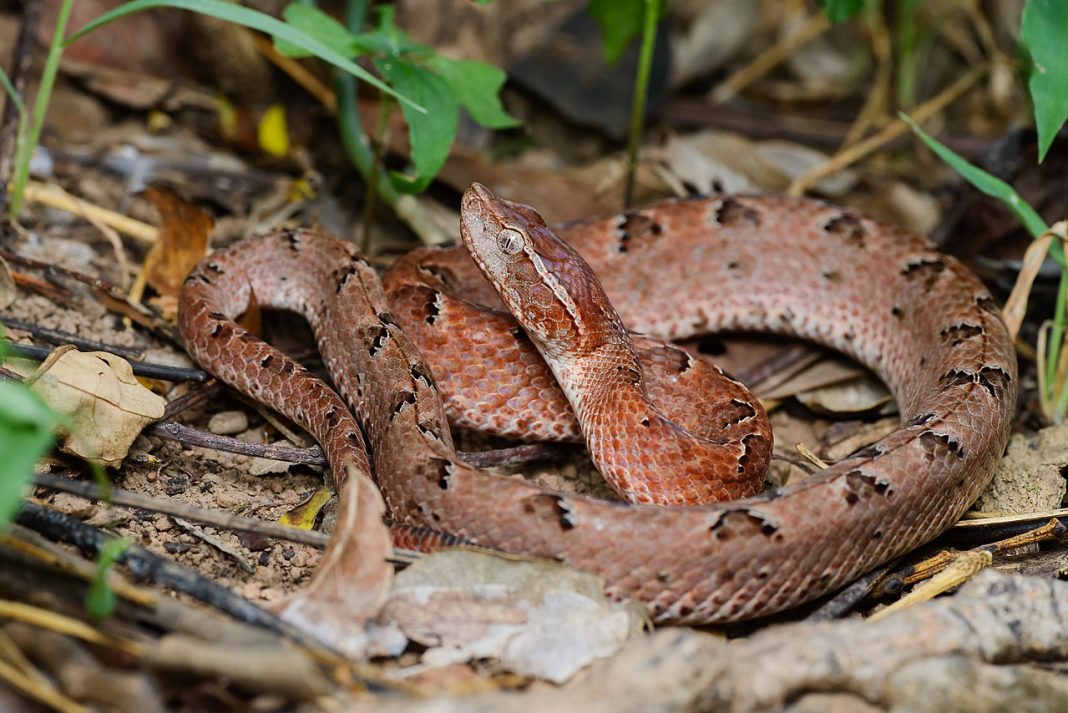 Vipera malaeziană (Calloselasma rhodostoma), unul din cei mai veninoși șerpi Vipera malaeziană (Calloselasma rhodostoma), unul din cei mai veninoși șerpi