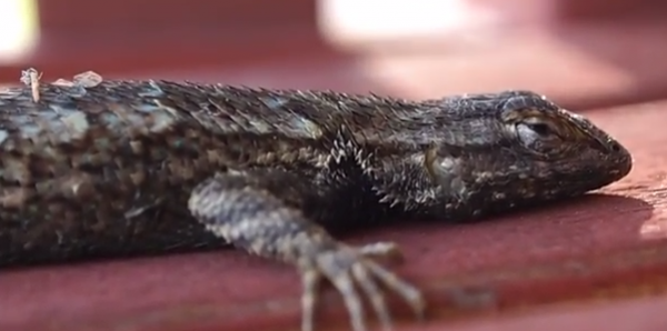 Șopârla vestică de gard (Sceloporus occidentalis)