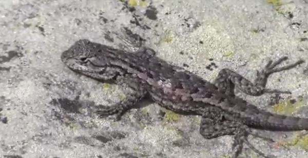 Șopârla vestică de gard (Sceloporus occidentalis)