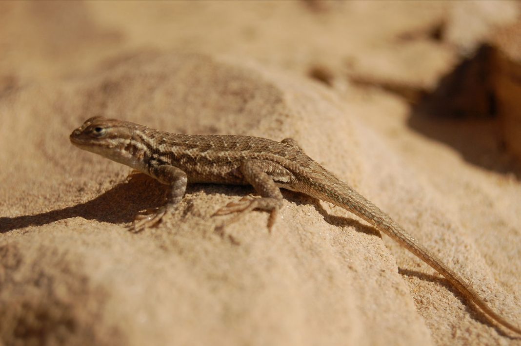 Șopârla vestică de gard (Sceloporus occidentalis) șopârlă cu abdomen albastru Șopârla vestică de gard (Sceloporus occidentalis) șopârlă cu abdomen albastru