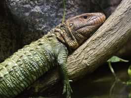 Șopârla-caiman (Dracaena guianensis), o specie de reptilă din nordul Americii de Sud