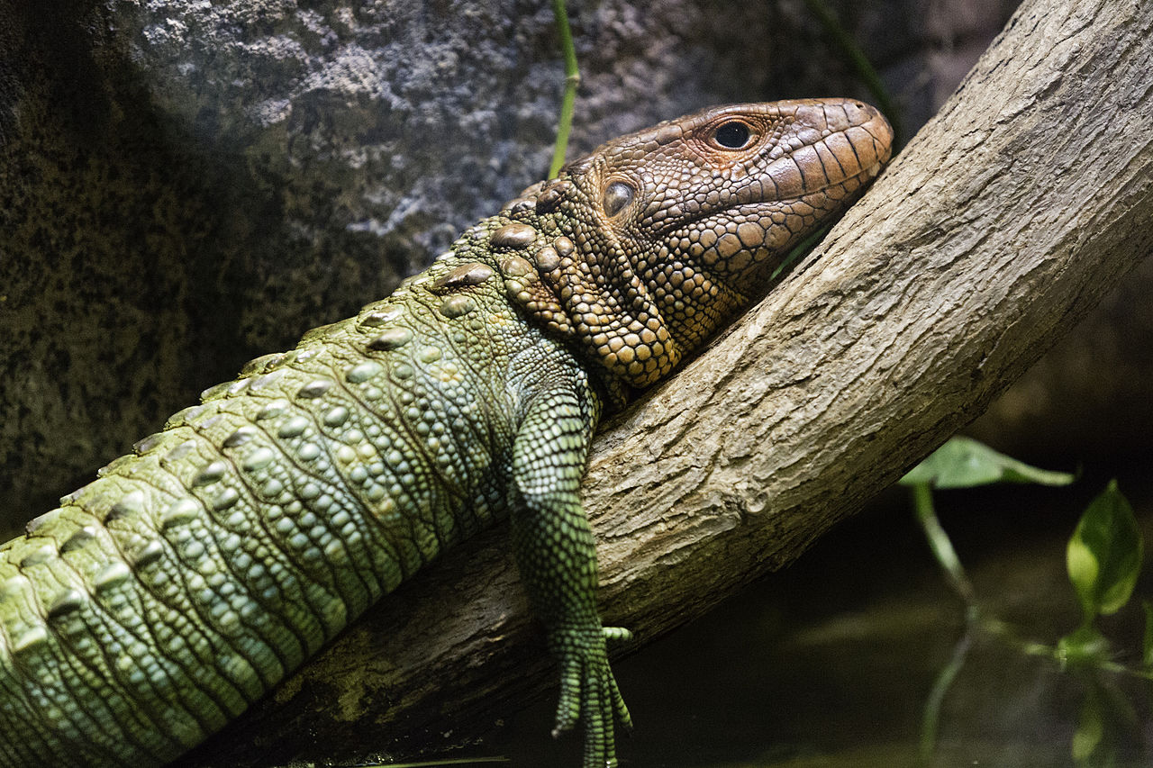 Șopârla-caiman (Dracaena guianensis), o specie de reptilă din nordul Americii de Sud