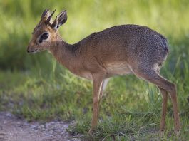 Antilopa-ogar a lui Kirk (Madoqua kirkii), o specie originară din Africa