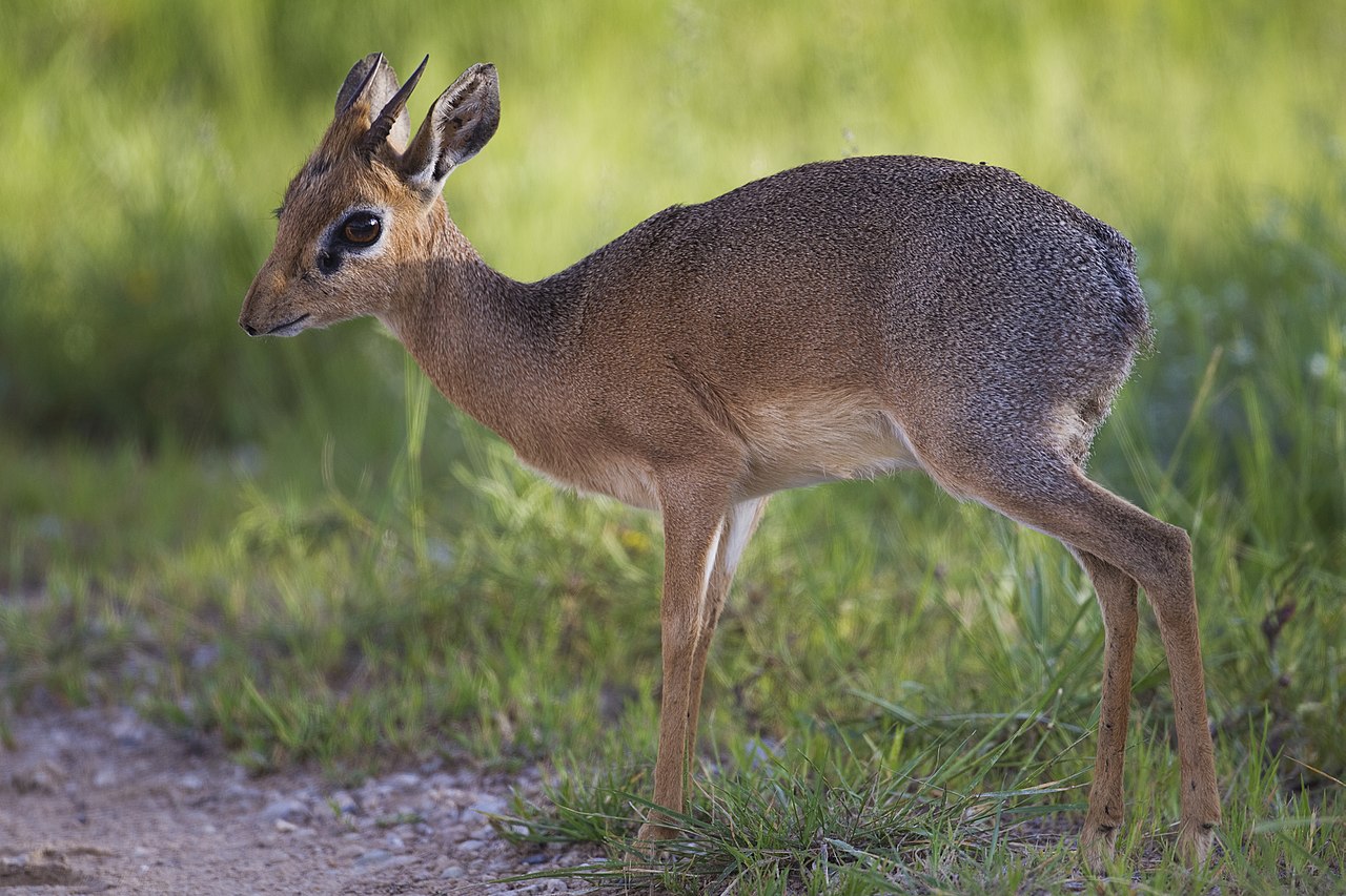 Antilopa-ogar a lui Kirk (Madoqua kirkii), o specie originară din Africa