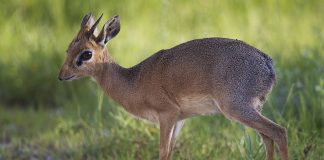 Antilopa-ogar a lui Kirk (Madoqua kirkii), o specie fascinantă din Africa Antilopa-ogar a lui Kirk (Madoqua kirkii), o specie originară din Africa