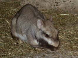 Mamifere rozătoare - Viscacha de câmpie (Lagostomus maximus)