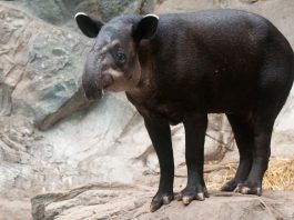 Tapirul lui Baird (Tapirus bairdii), un mamifer ce se aseamănă cu un porc