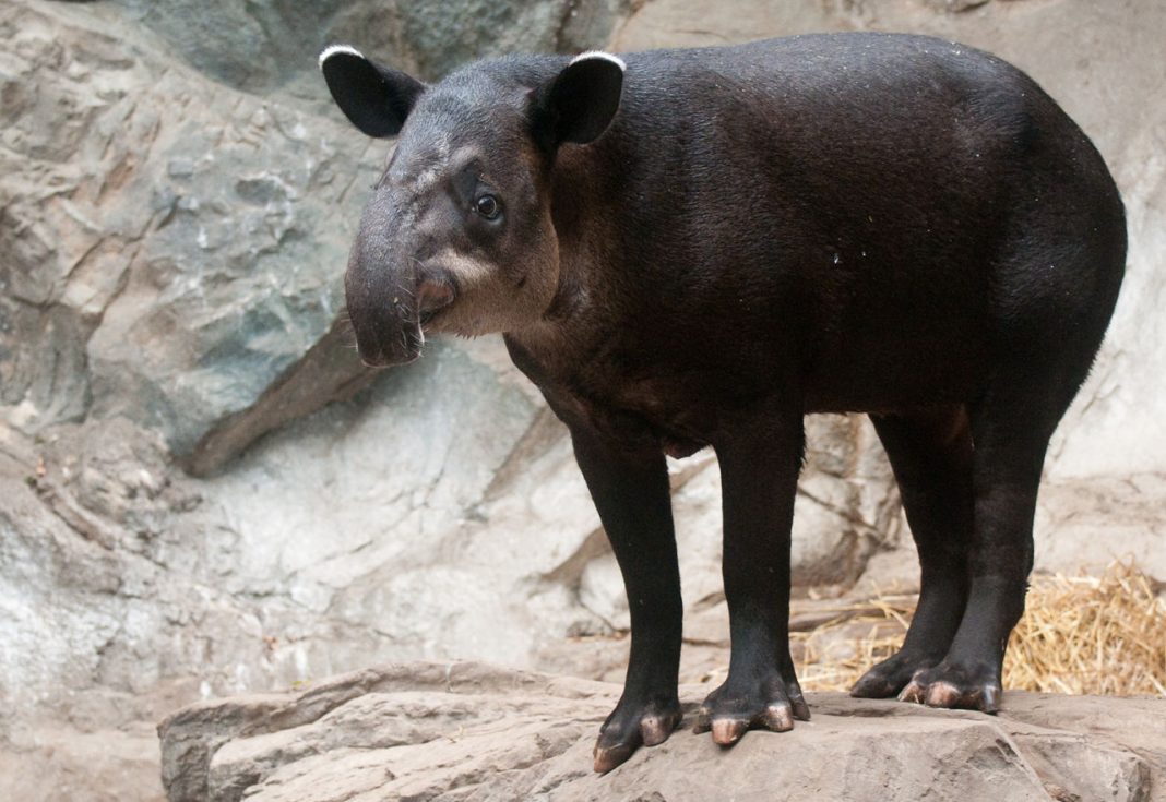 Tapirul lui Baird (Tapirus bairdii), un mamifer ce se aseamănă cu un porc Tapirul lui Baird (Tapirus bairdii), un mamifer ce se aseamănă cu un porc