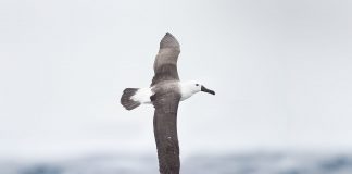 Albatrosul de Atlantic cu ciocul galben (Thalassarche chlororhynchos)
