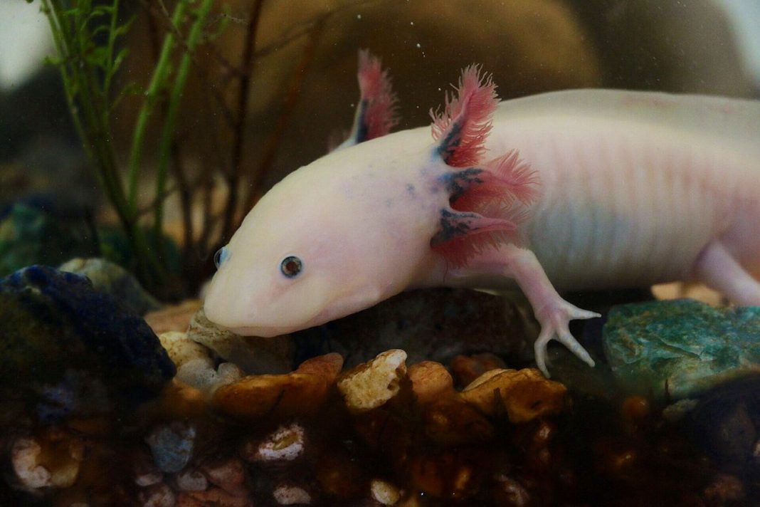 Axolotl (Ambystoma mexicanum), amfibian acvatic din Mexic Axolotl (Ambystoma mexicanum), amfibian acvatic din Mexic