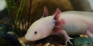 Axolotl (Ambystoma mexicanum), amfibian acvatic din Mexic