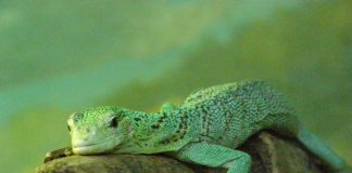 Monitorul verde de copac (Varanus prasinus) sau șopârla-smarald, o reptilă arboricolă