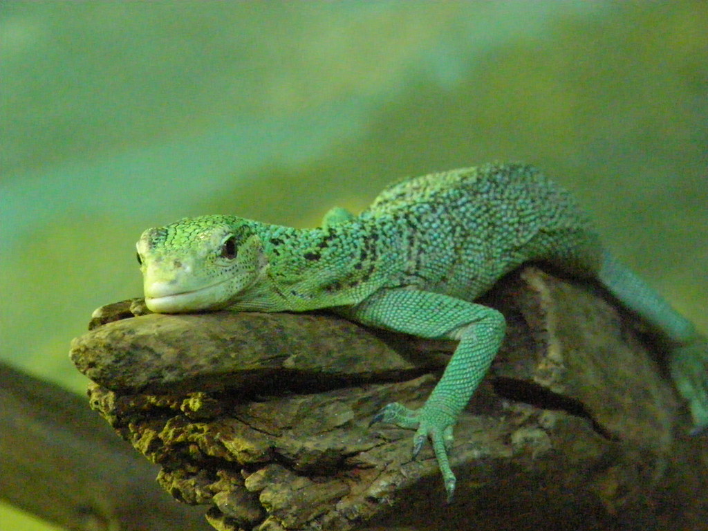 Monitorul verde de copac (Varanus prasinus) sau șopârla-smarald, o reptilă arboricolă Monitorul verde de copac (Varanus prasinus) sau șopârla-smarald, o reptilă arboricolă