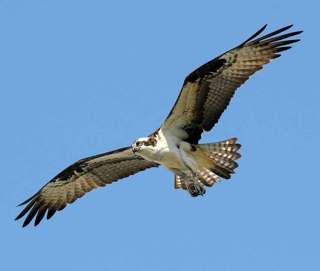 Vulturul-pescar (Pandion haliaetus), o pasăre de pradă larg răspândită