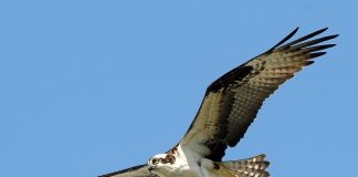 Vulturul-pescar (Pandion haliaetus), o pasăre de pradă larg răspândită