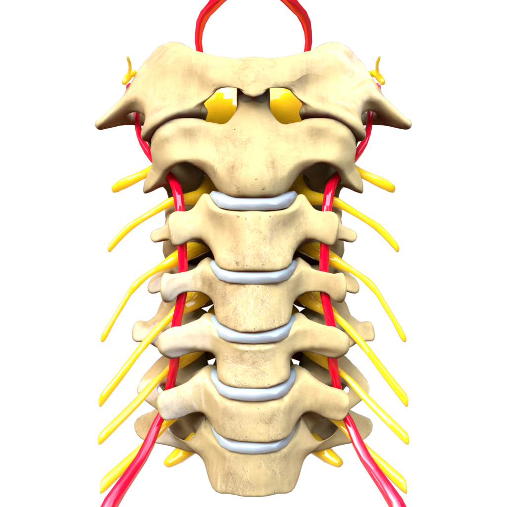 Coloana vertebrala1