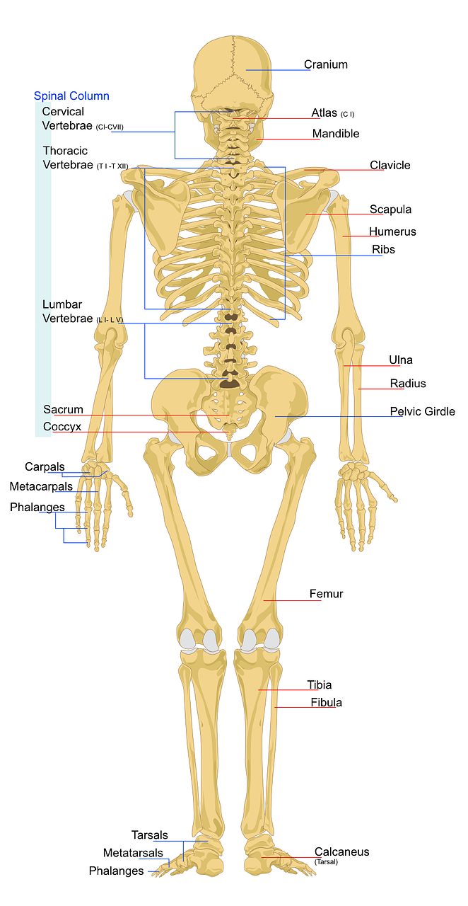 Coloana vertebrala11