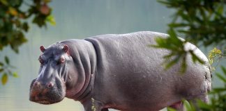 Hipopotam