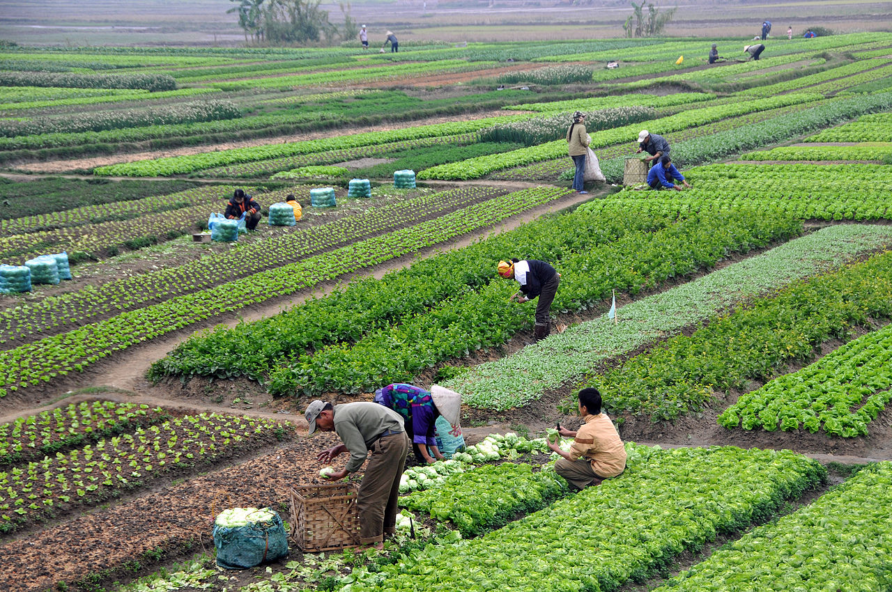 Agricultura