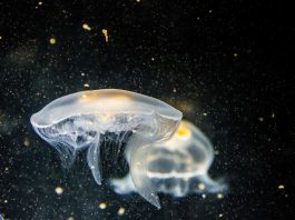 Jellyfish in space