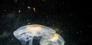 Meduze în spațiu – un experiment despre adaptarea la gravitație Jellyfish in space