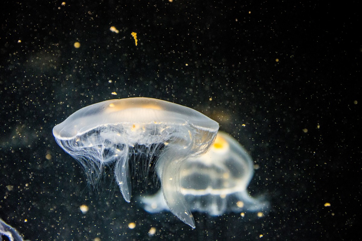 Jellyfish in space