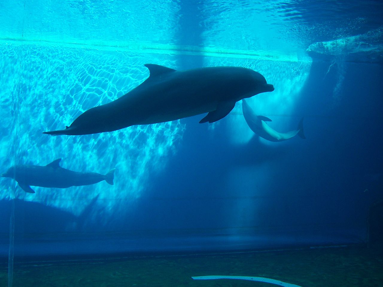 Acquario di Genova din Italia111