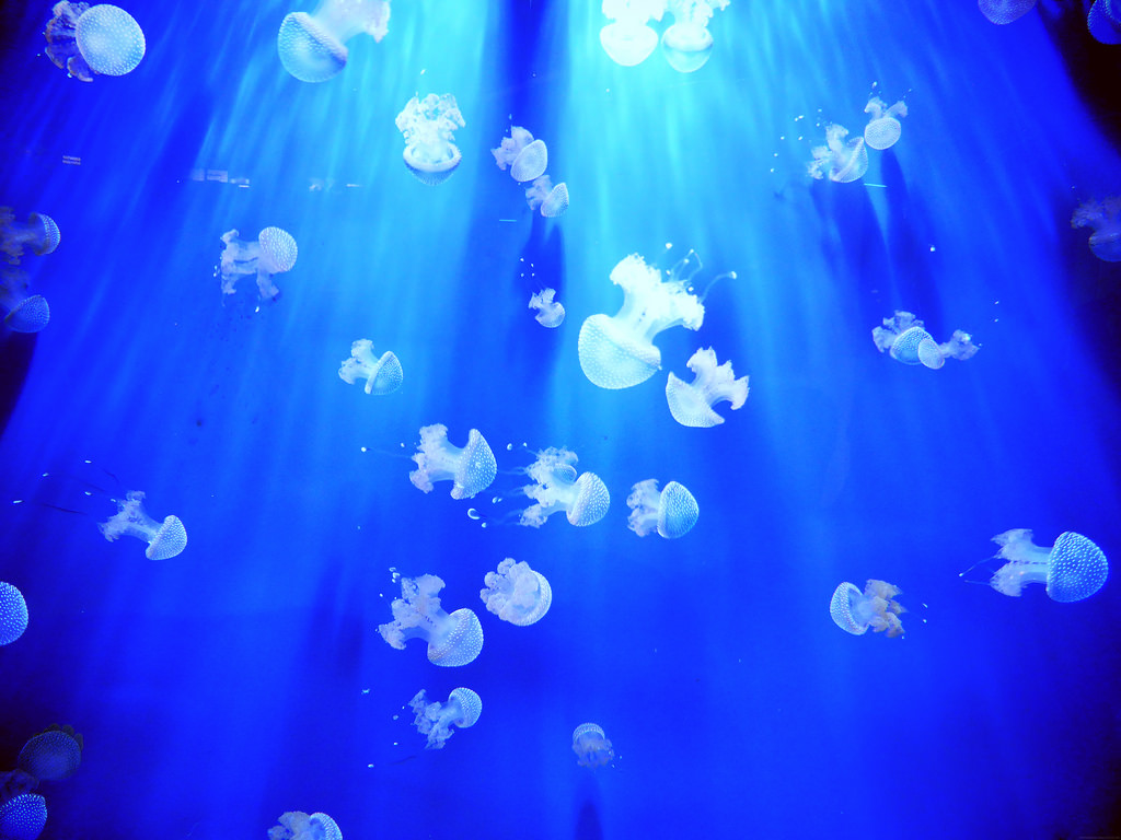 Acquario di Genova din Italia11111