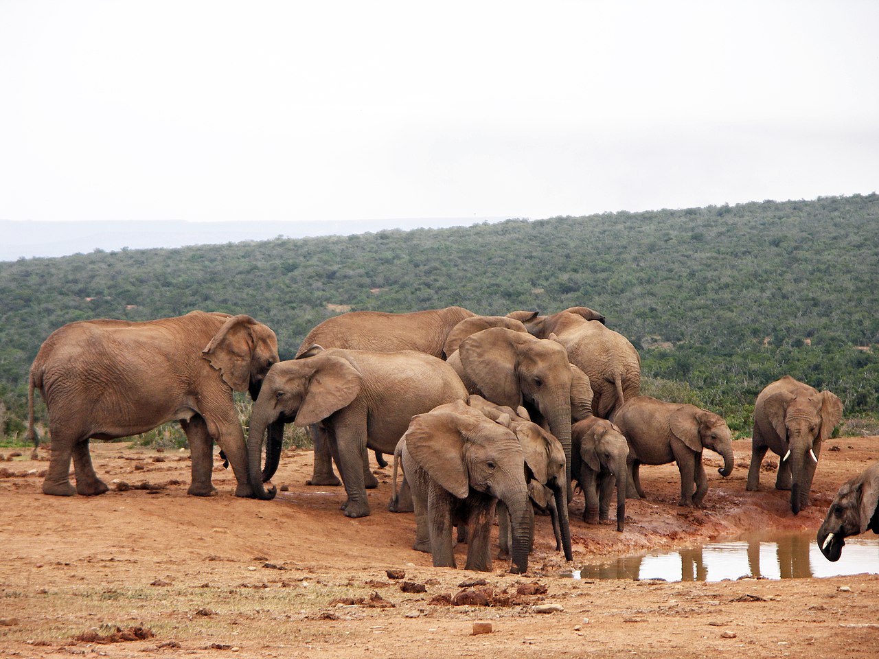 Addo Elephant