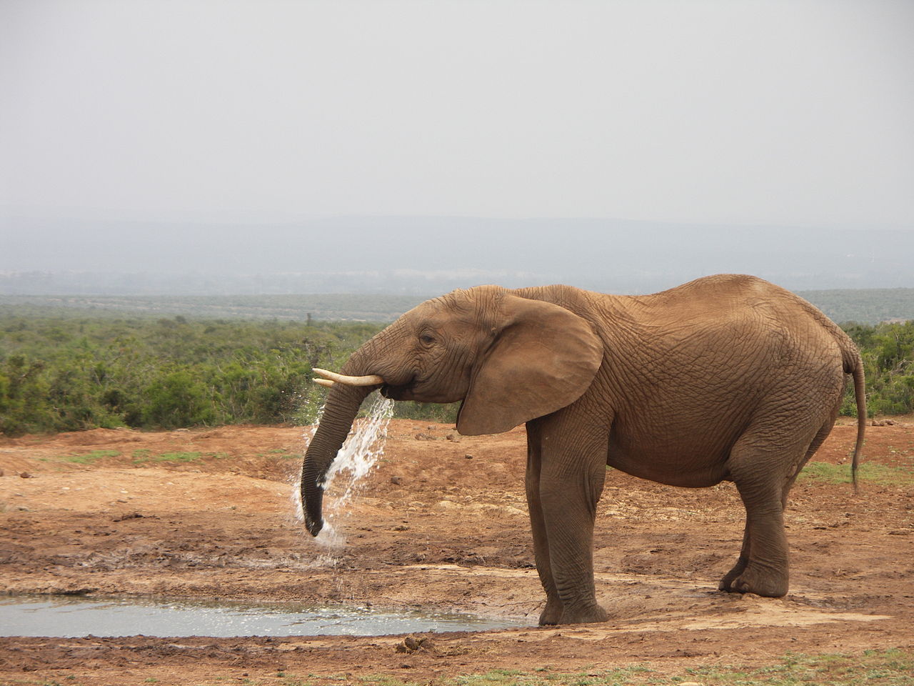 Addo Elephant11