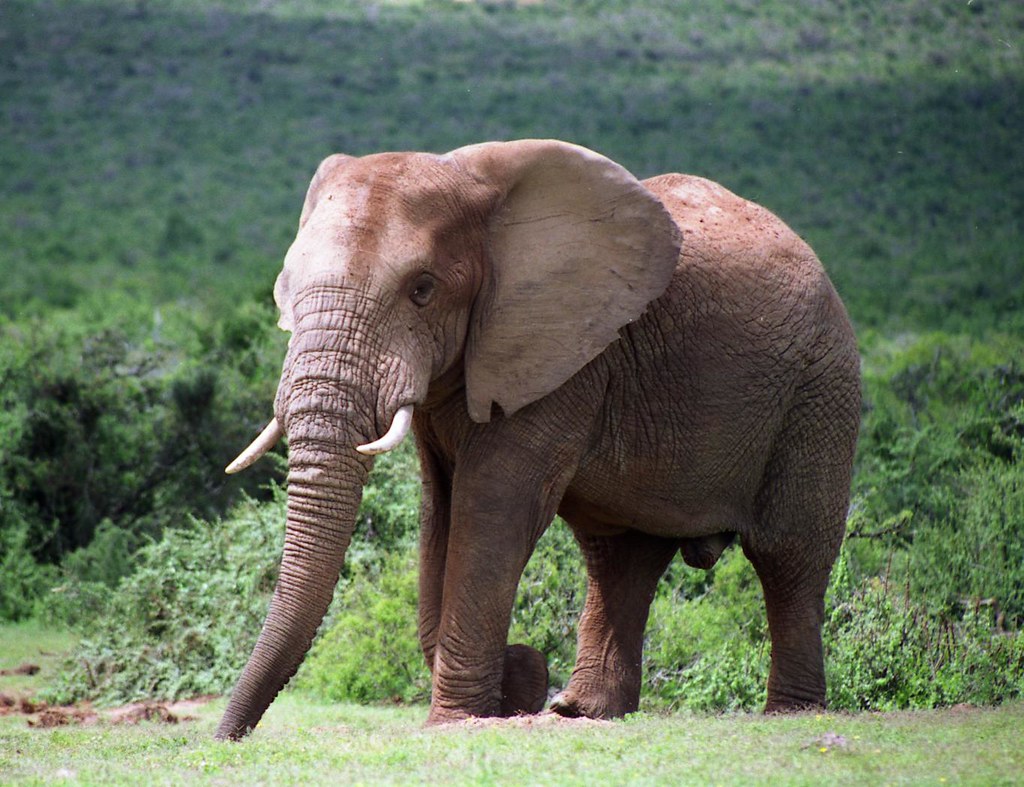 Addo Elephant111