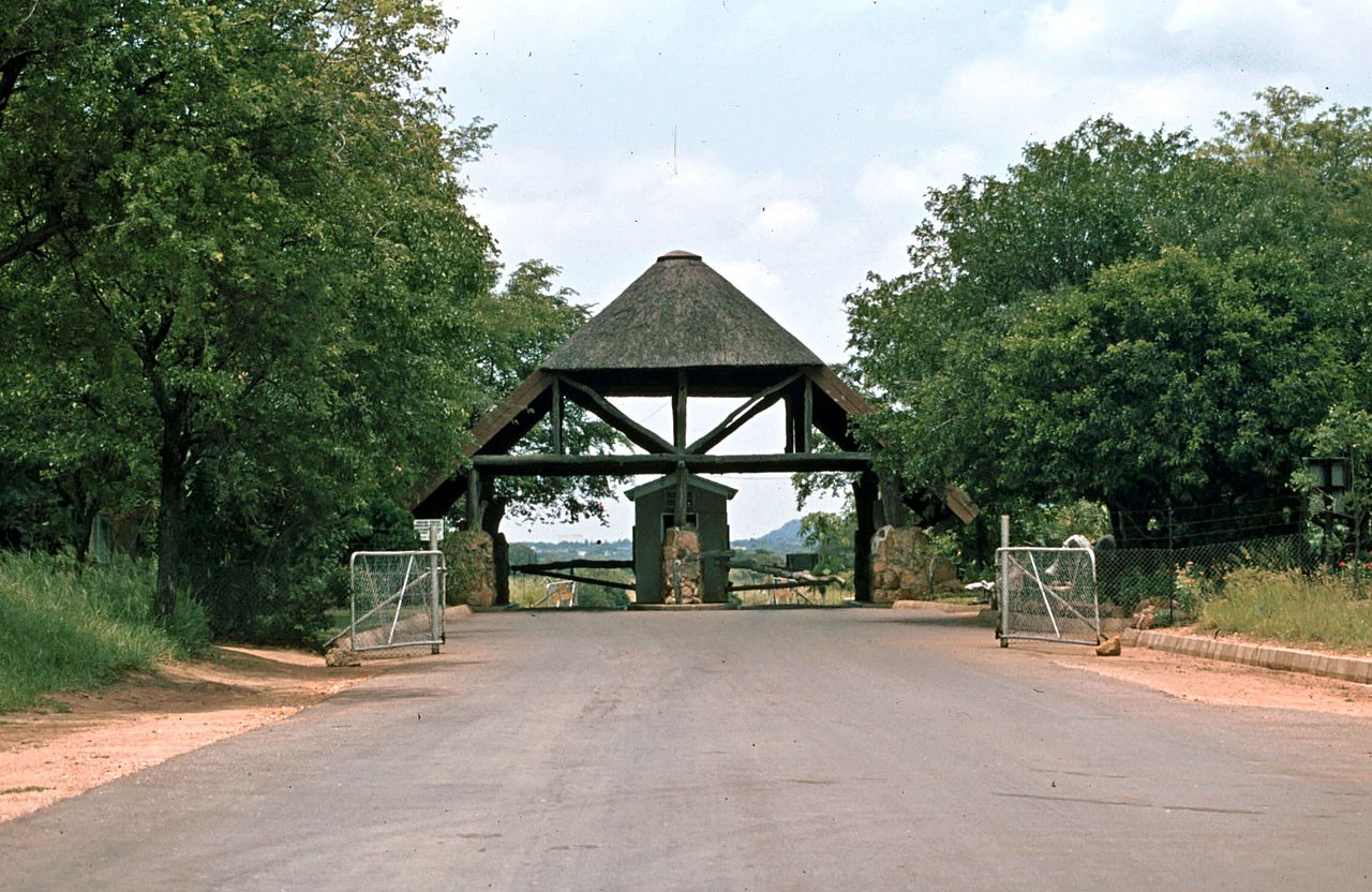 Amarula Lapa Amarula Lapa