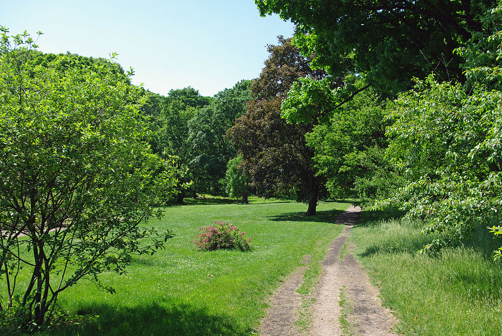 Arnold Arboretum1