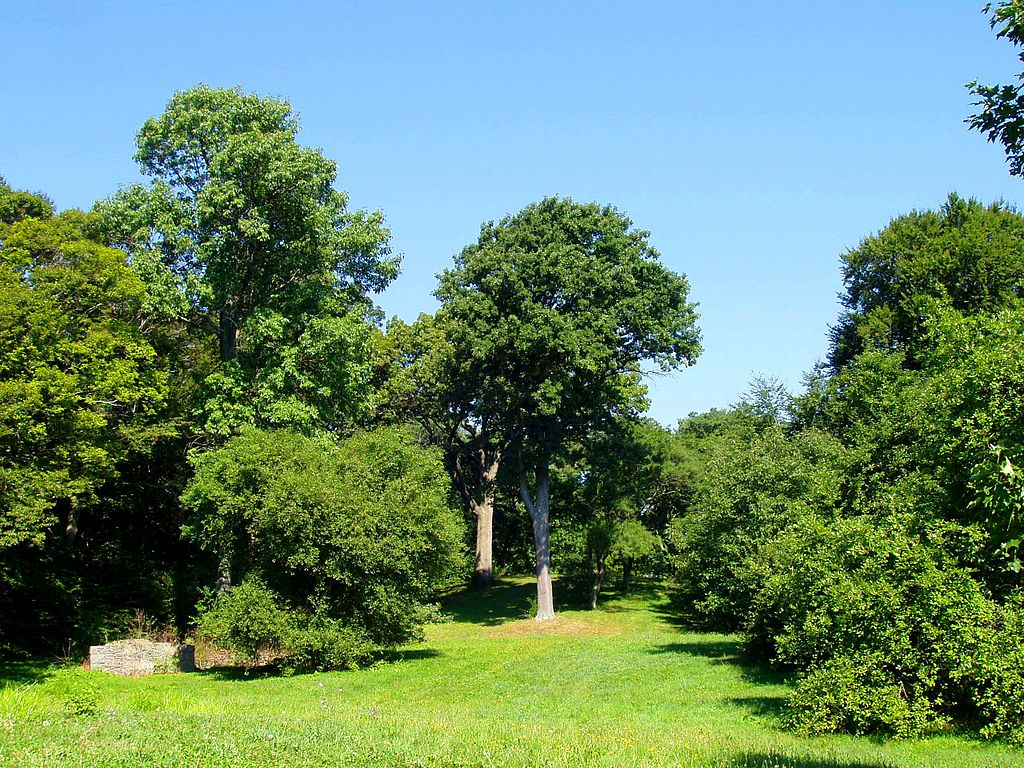 Arnold Arboretum11