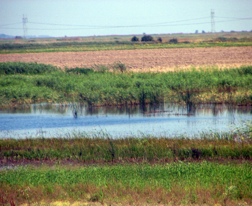 Balta Ialomiței Balta Ialomiței