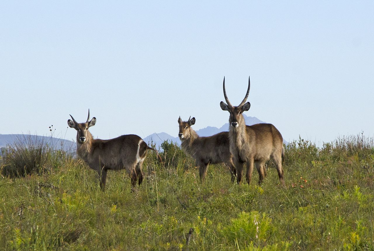 Botlierskop Private Game Reserve11