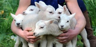 Generalitati despre Stiinta Clonarii