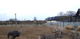 Grădina zoologică Colchester din Anglia: Obiective turistice Anglia – Colchester Colchester zoo