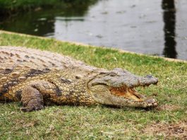 Croc City Crocodile