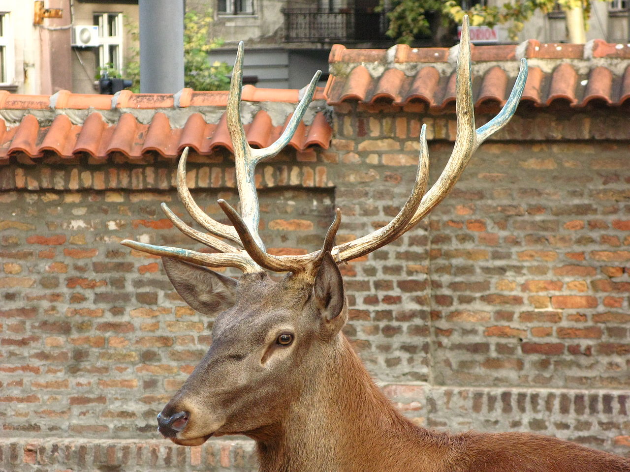 Grădina Zoologică din Belgrad111