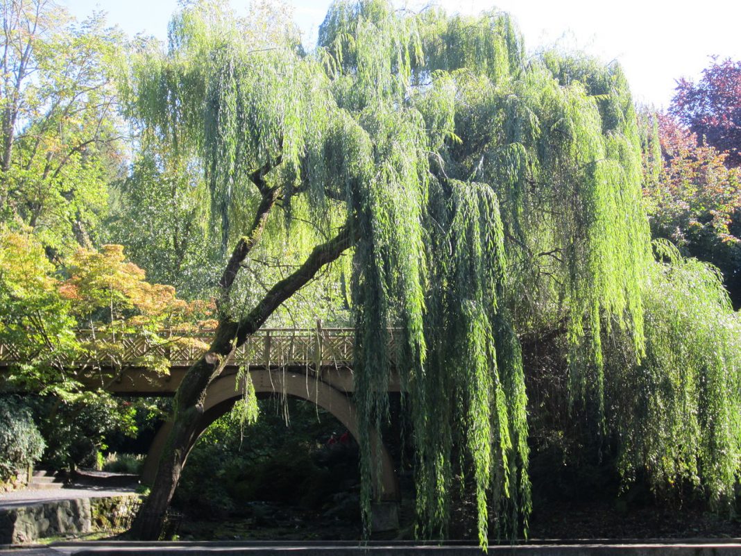 Gradina Crystal Springs Rhododendron