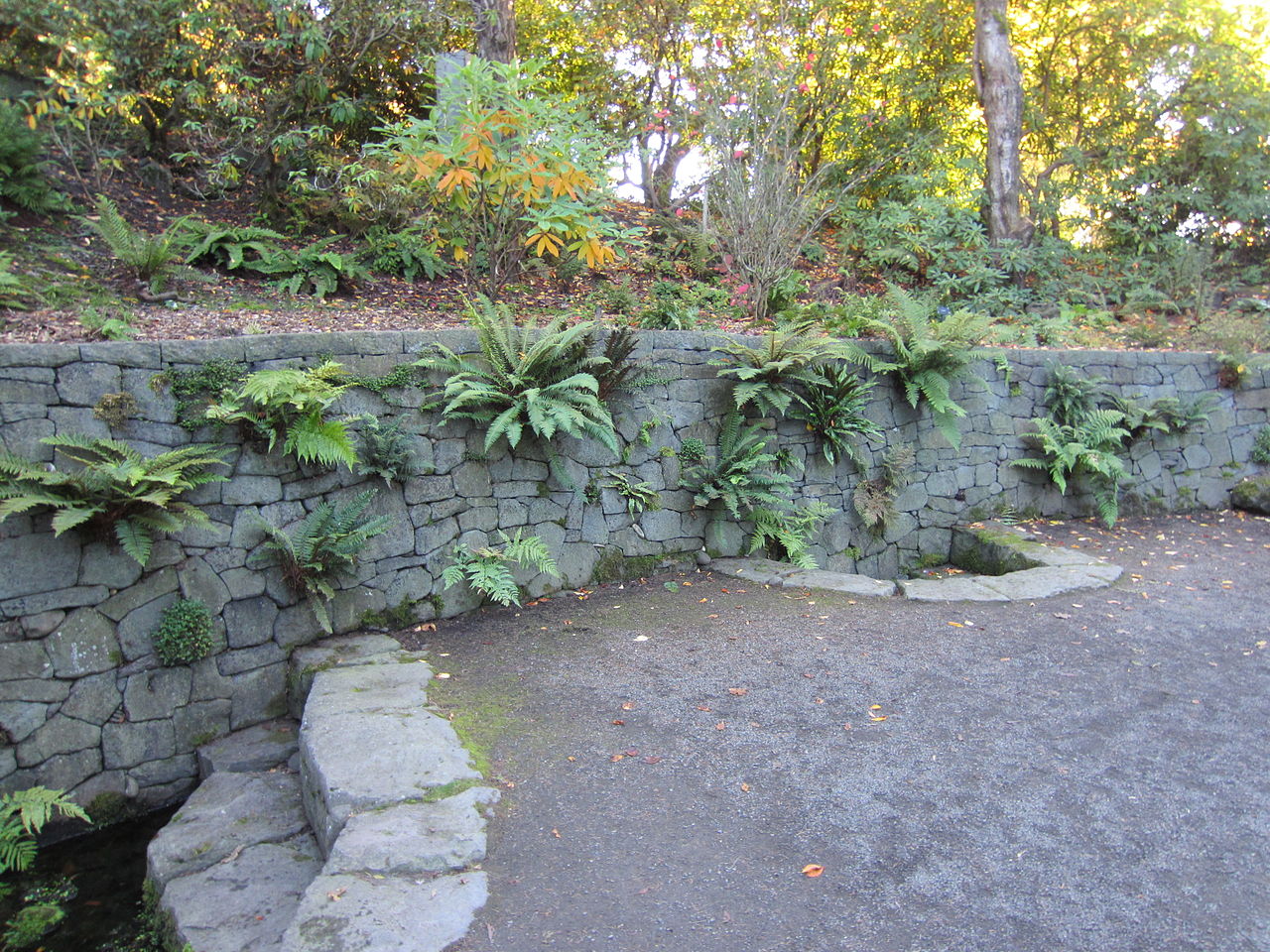 Gradina Crystal Springs Rhododendron1