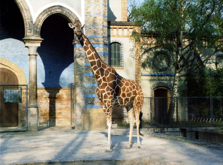 Gradina Zoologica Din Berlin: Obiective Turistice Germania - Berlin ...